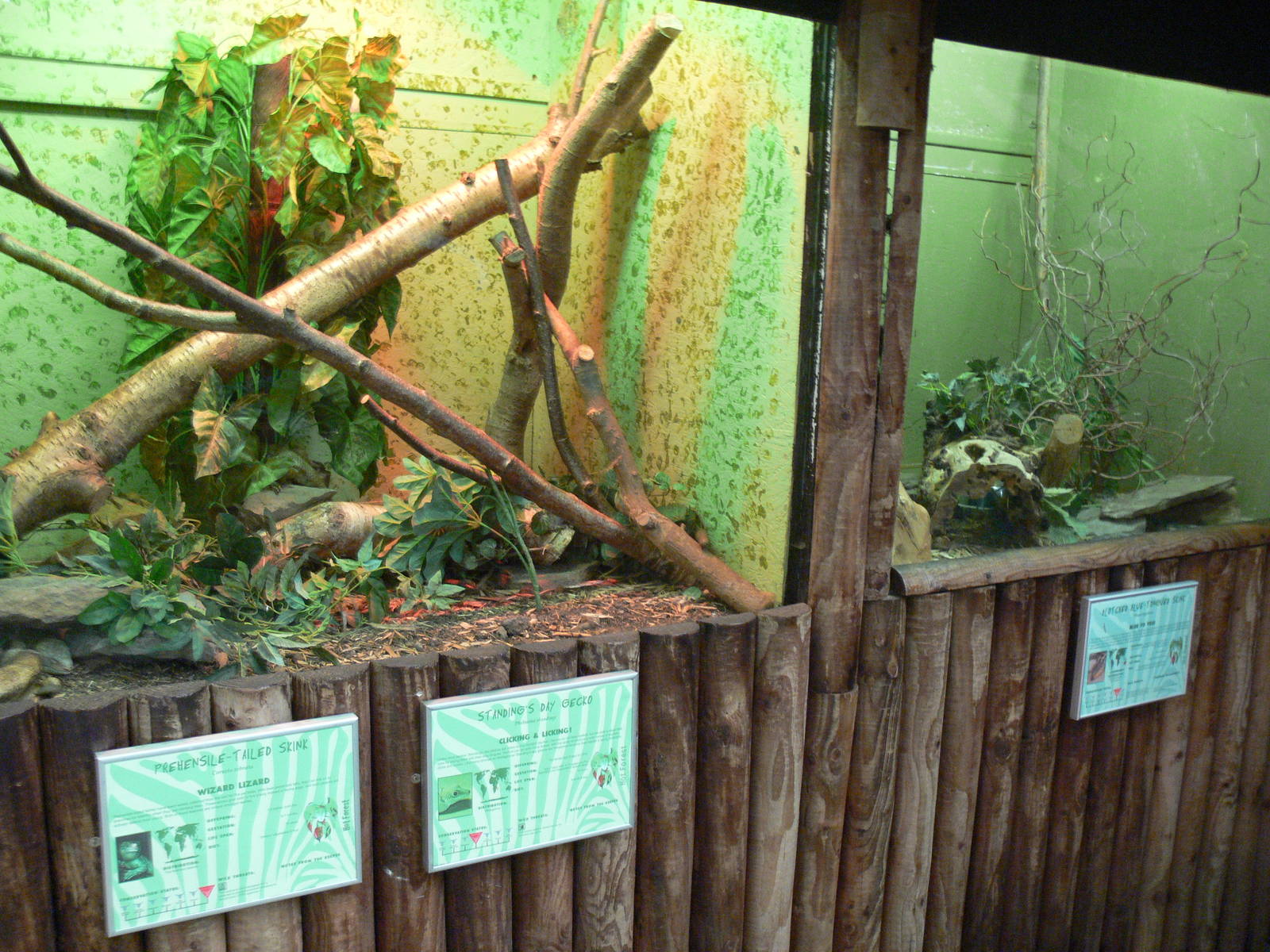 Skink exhibits at Blackpool Zoo, 07/07/13