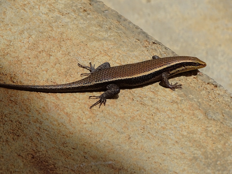 Skink (ID needed)