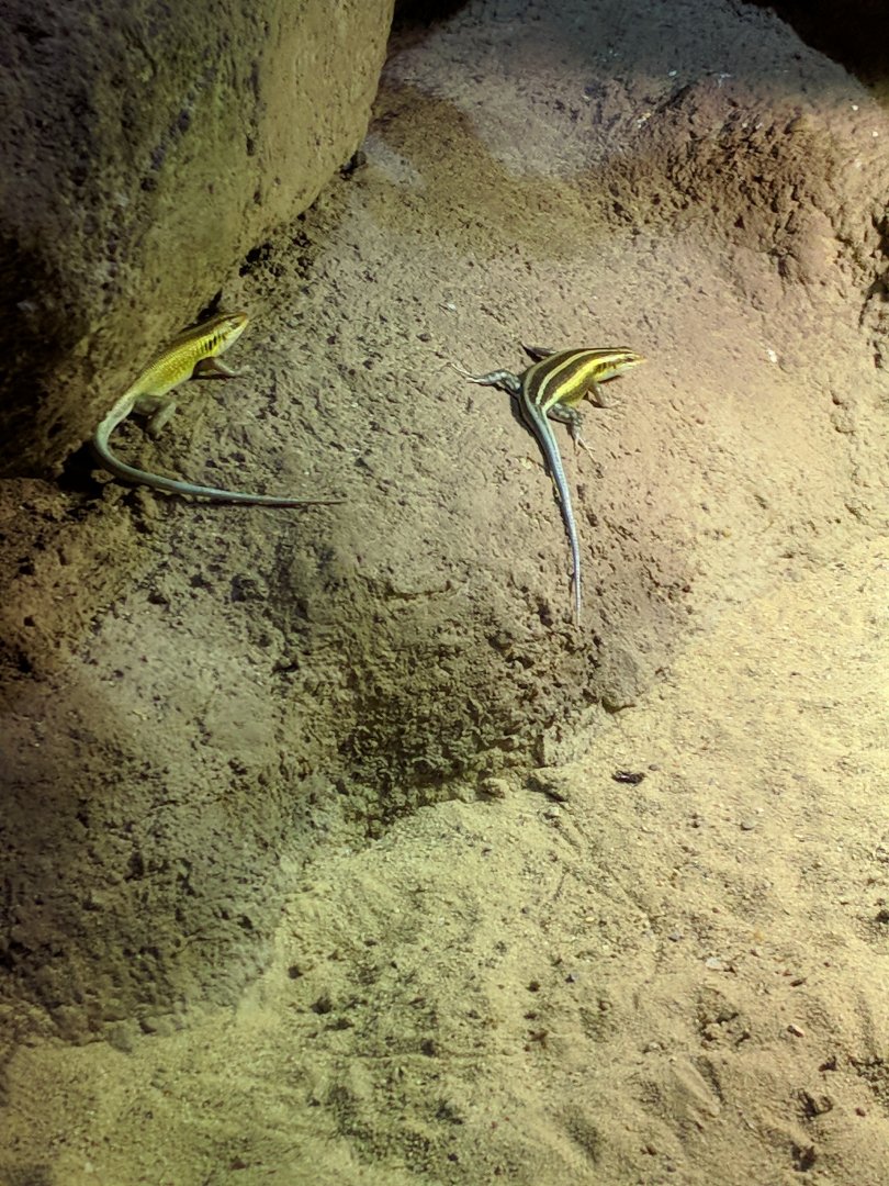 Skink ID Zoo Praha 2018