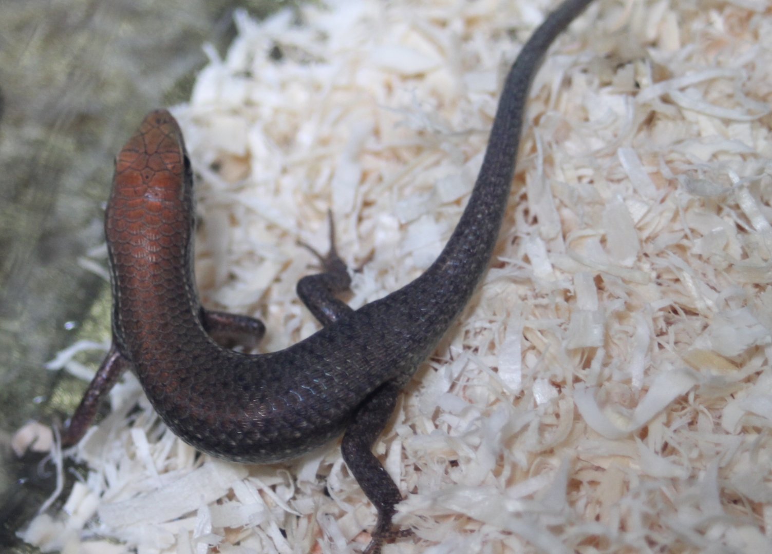 Skink ID