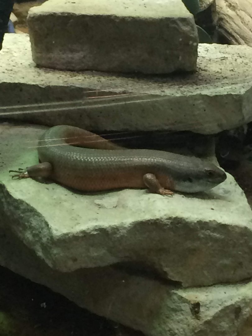 Skink ID