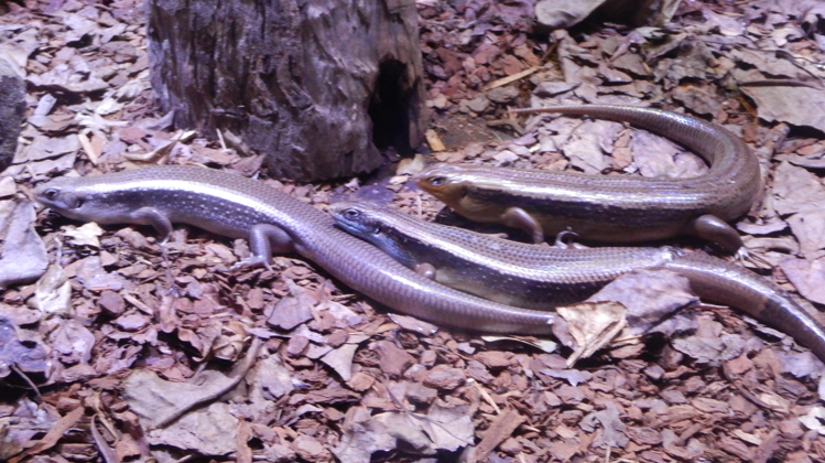 Skink ID?