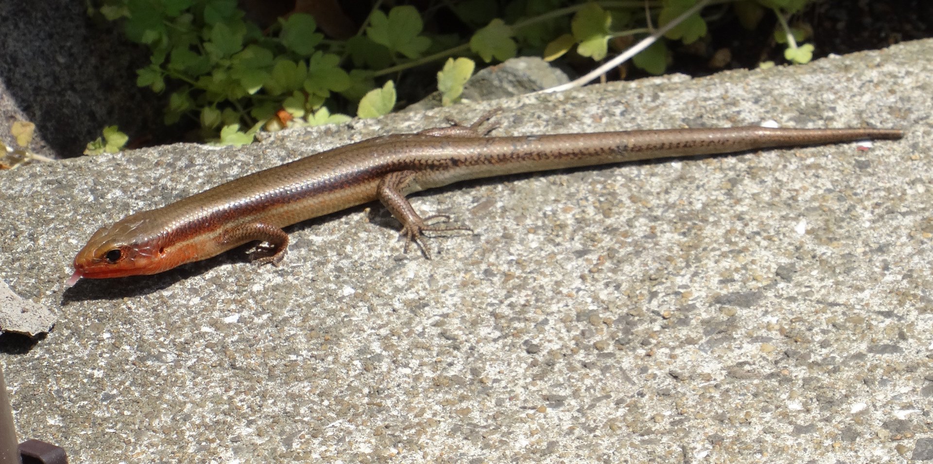 Skink (Japan)