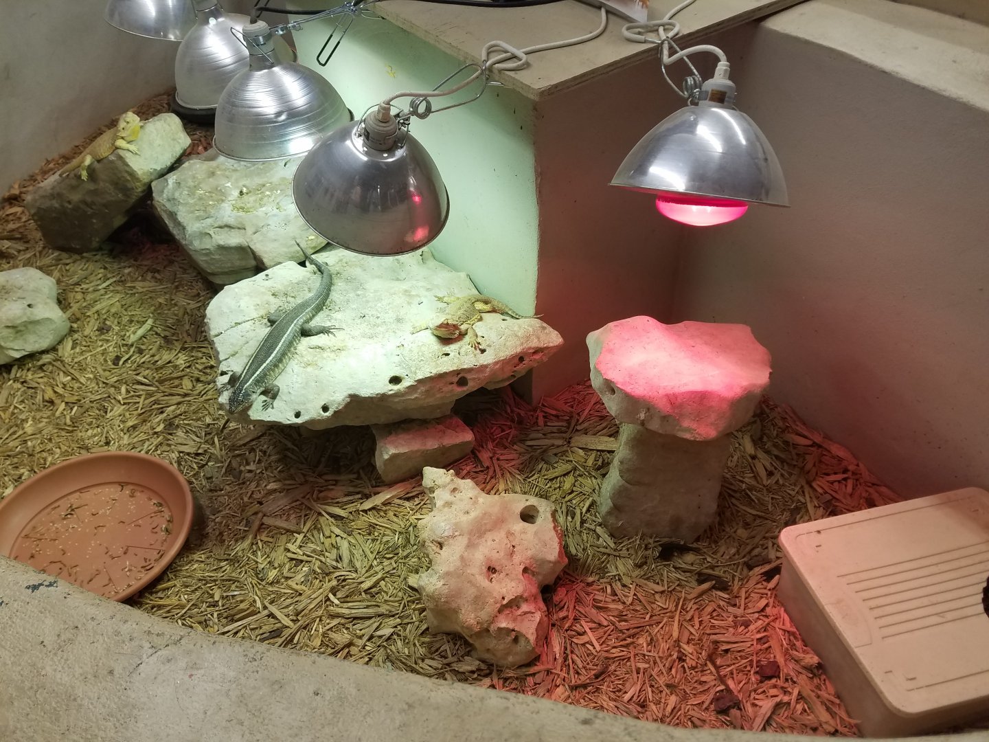 Skink/ Plated Lizard Species ID?