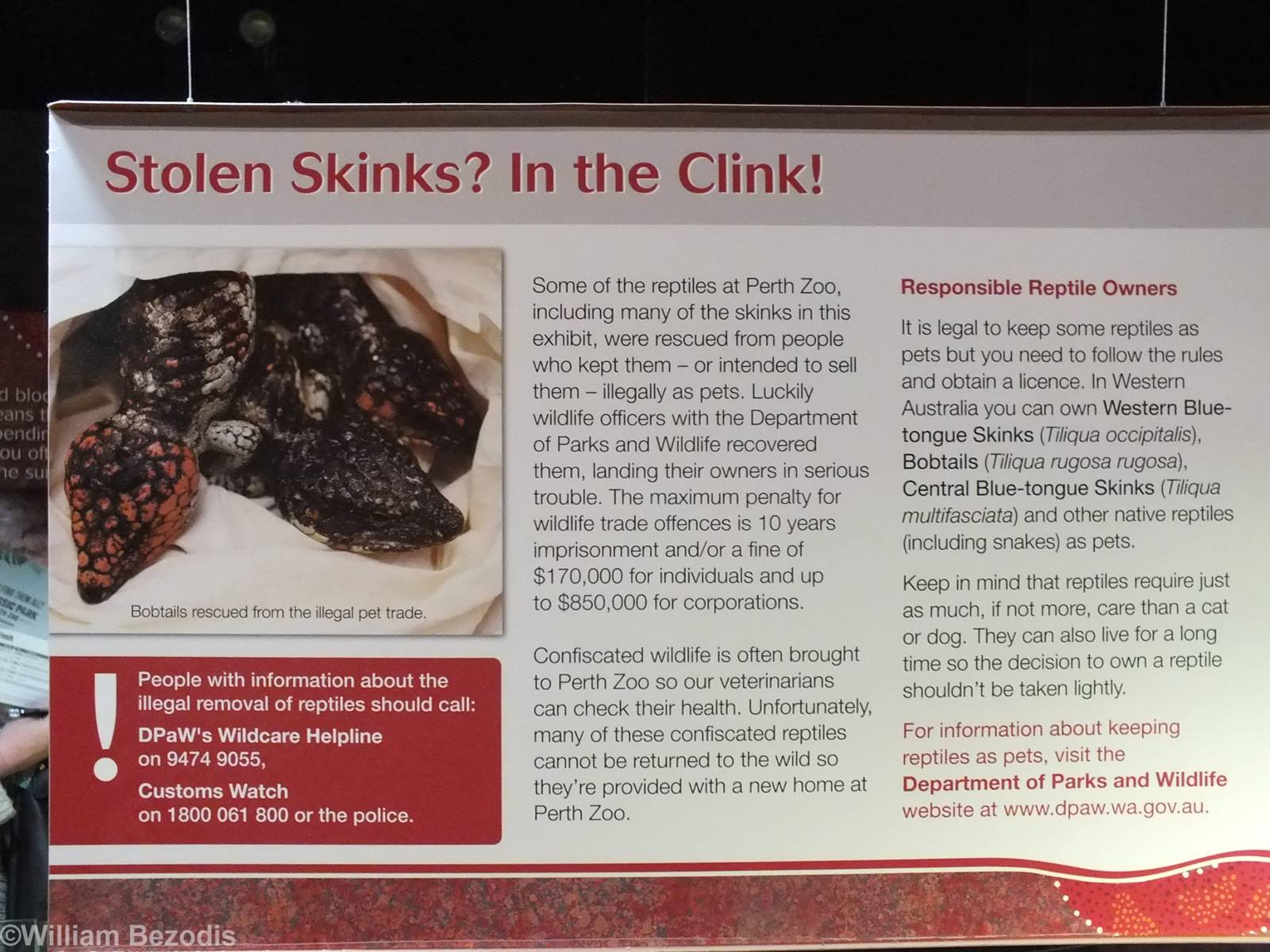 Skink Sign