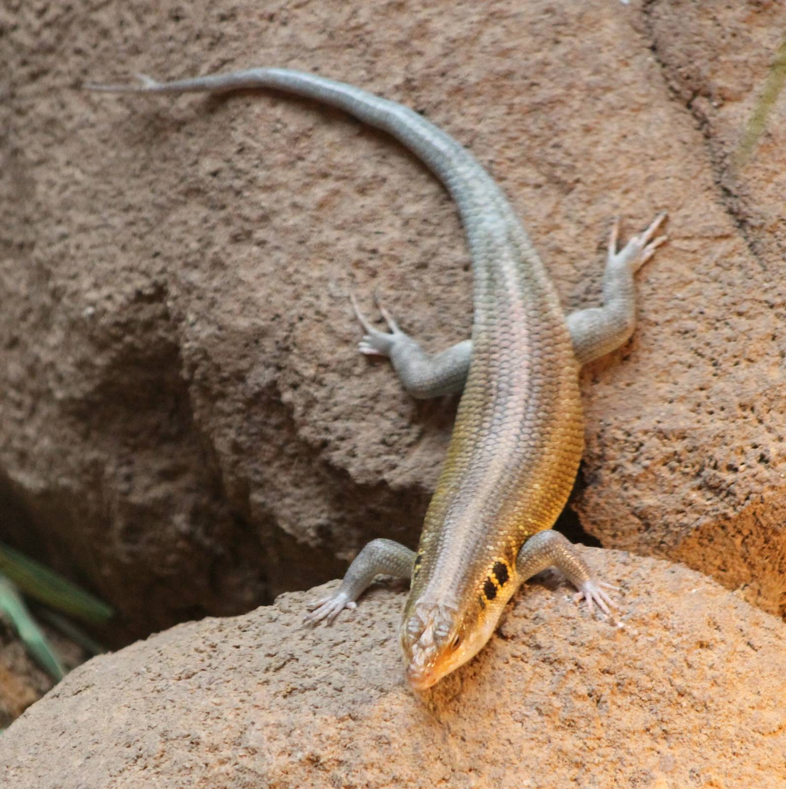 Skink-species ID needed