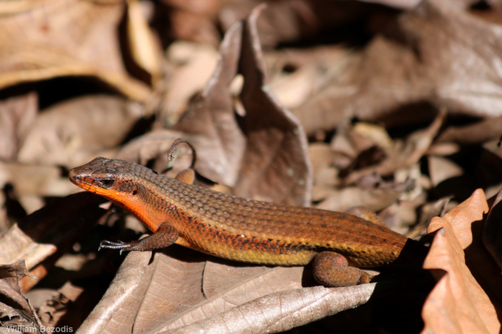 Skink Species - Sepilok