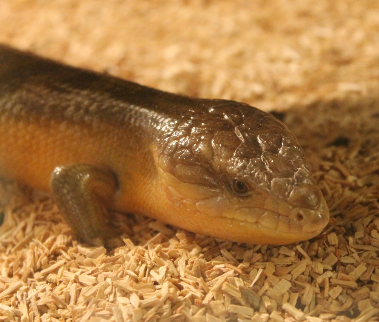 Skink-species