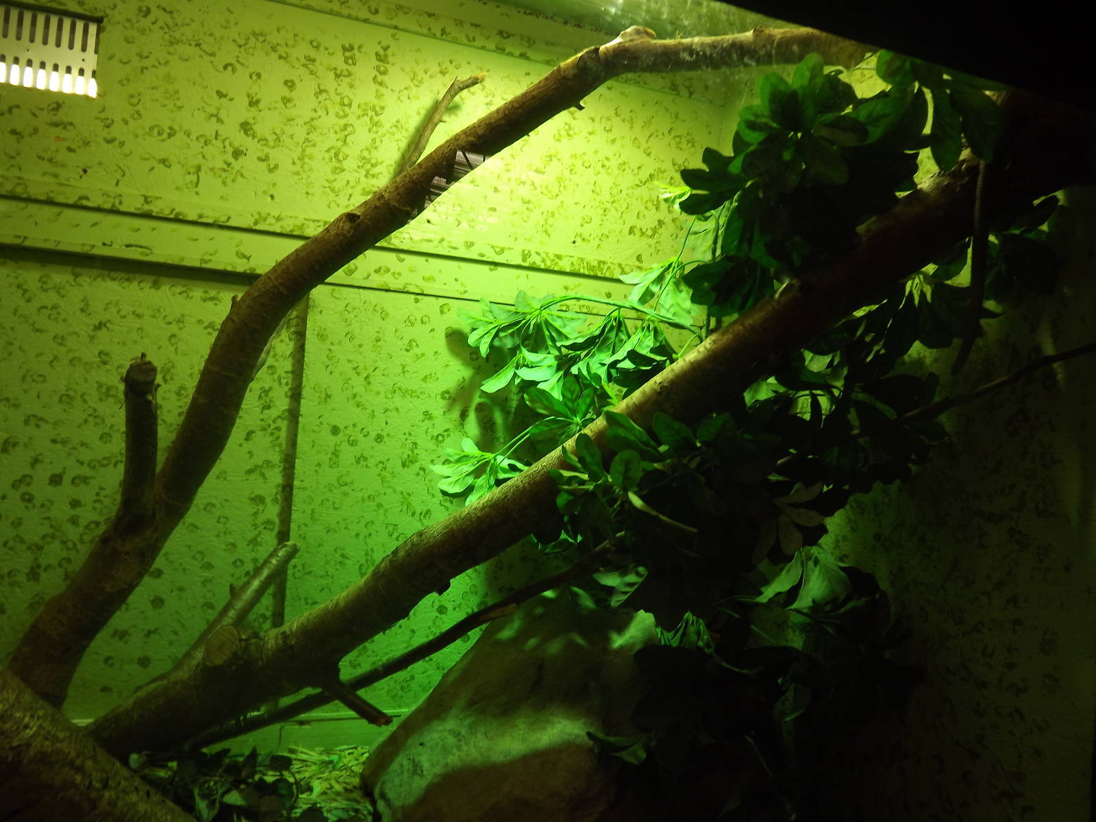 Skink spotting at Blackpool Zoo 25/03/12