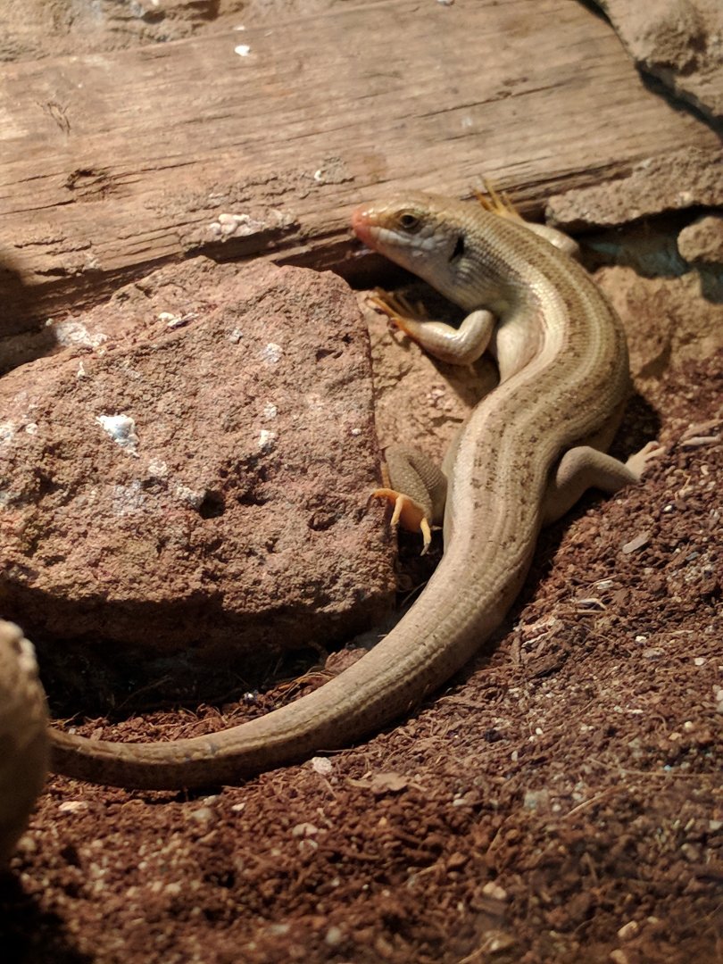Skink Zoo Praha 2018