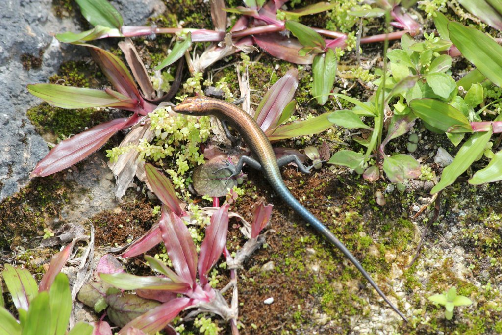 Skink