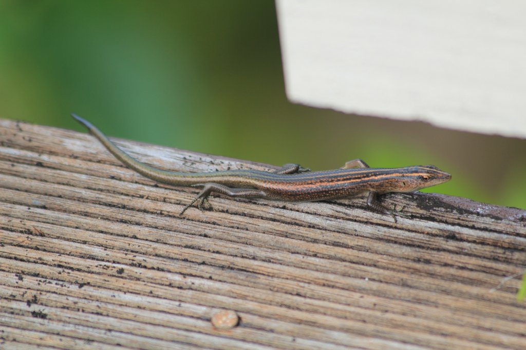Skink