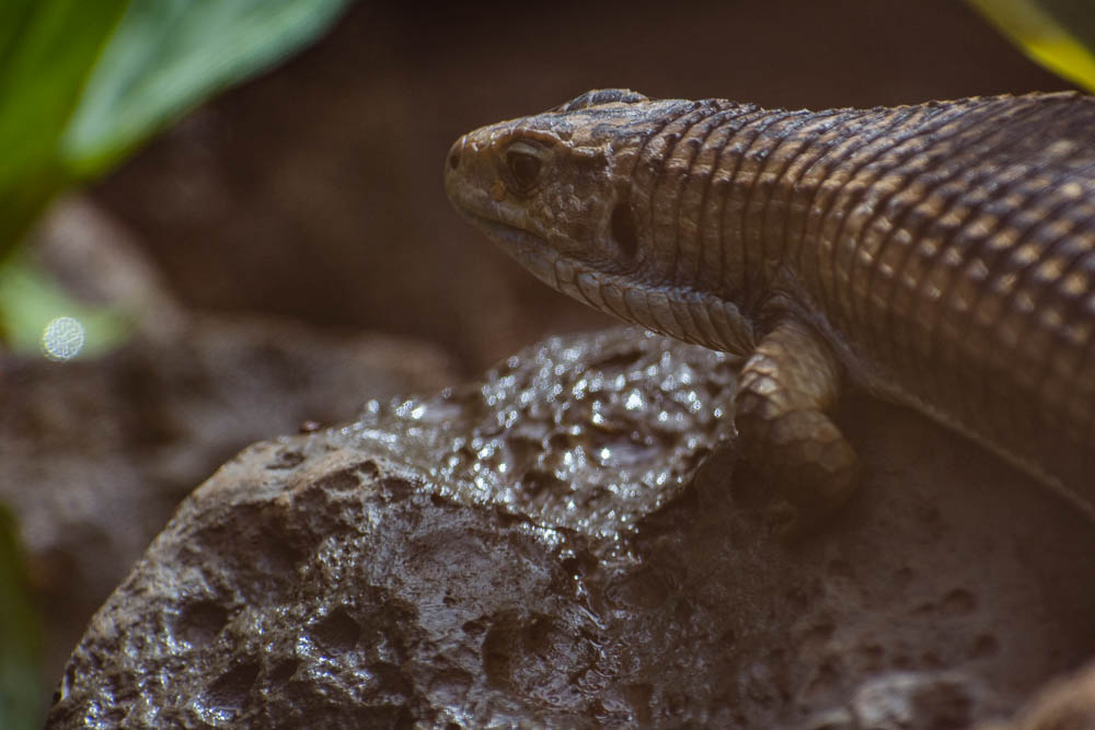 Skink