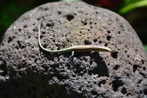 Skink