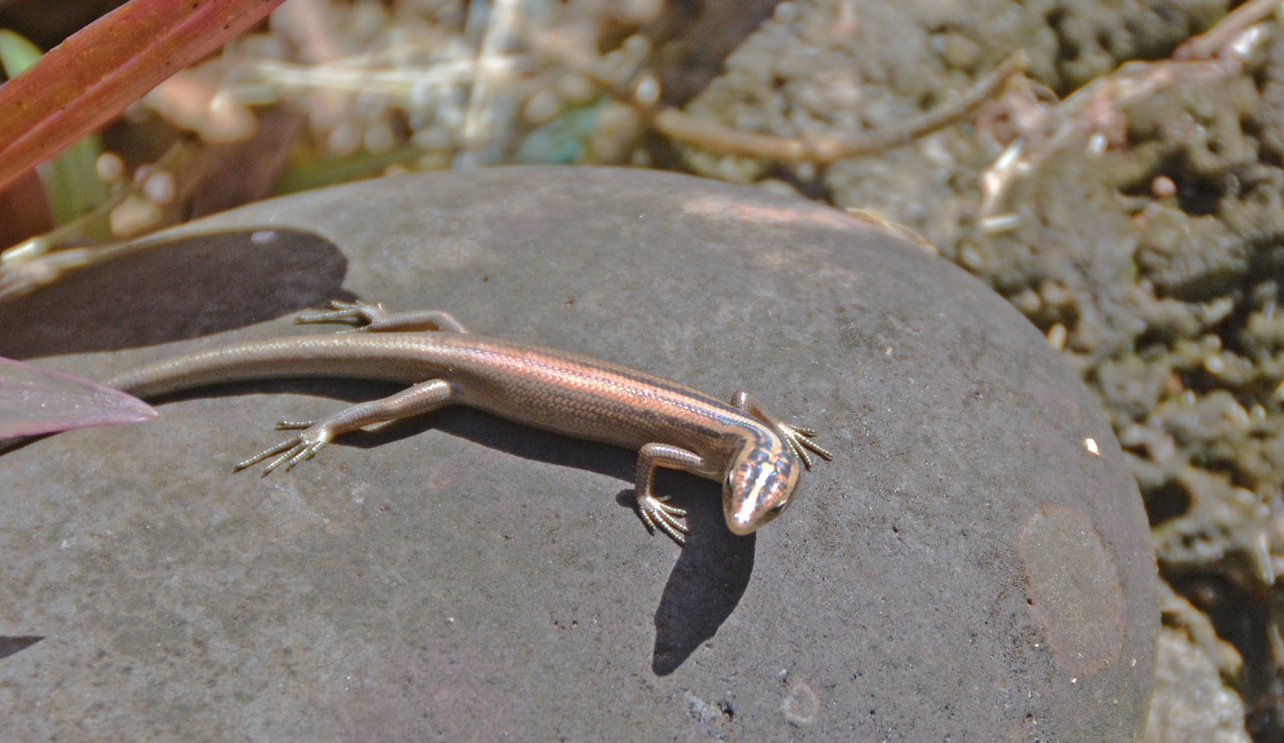 Skink