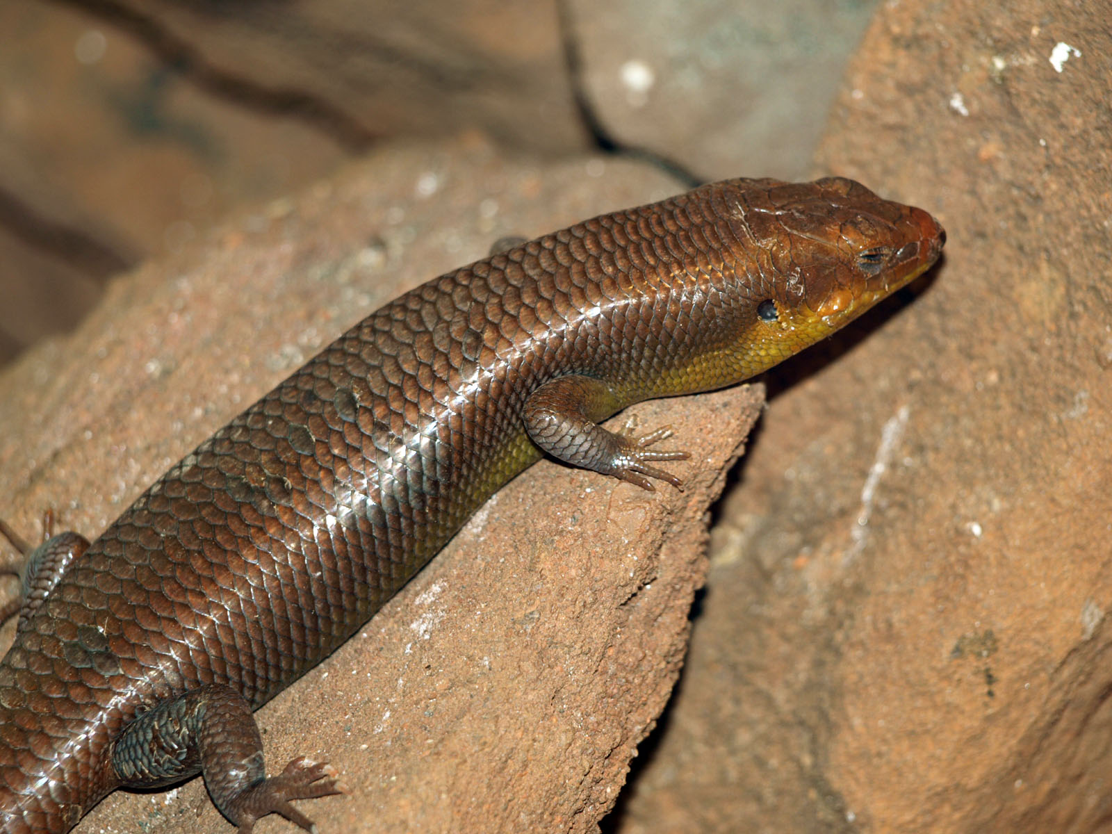 Skink