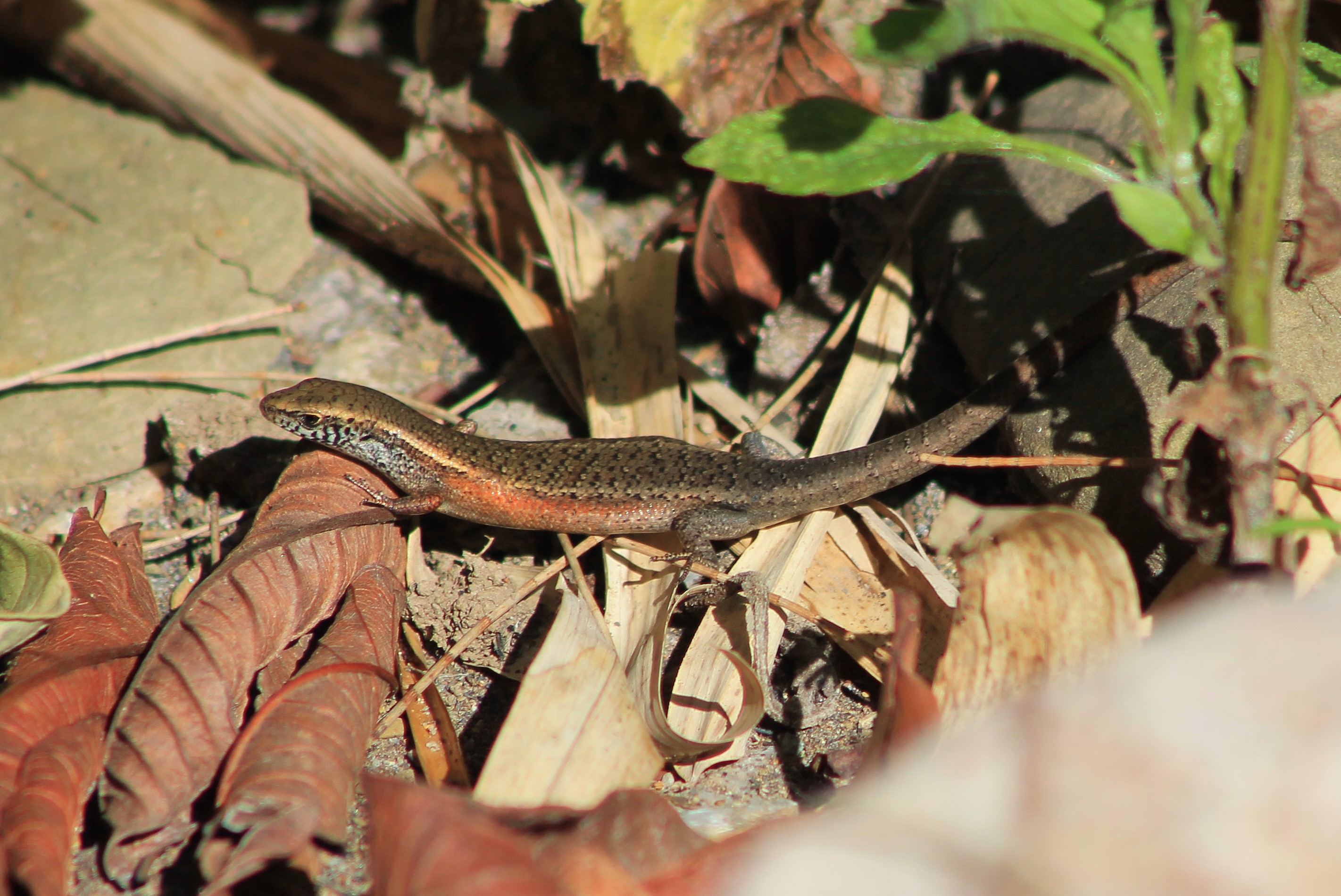skink