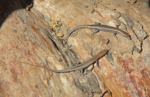 Skinks.   ID?