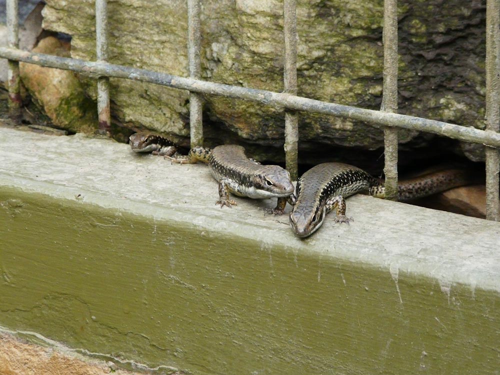Skinks - wild