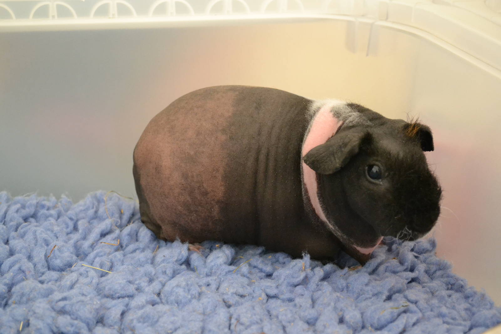 Skinny Pig - Private collection 2014