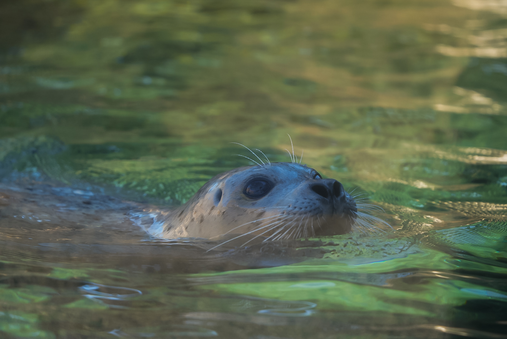 Skinny (the oldest Habor Seal in captivity)