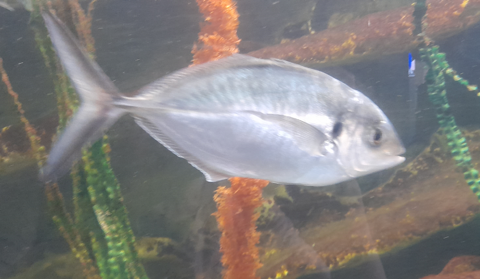 Skipjack Trevally