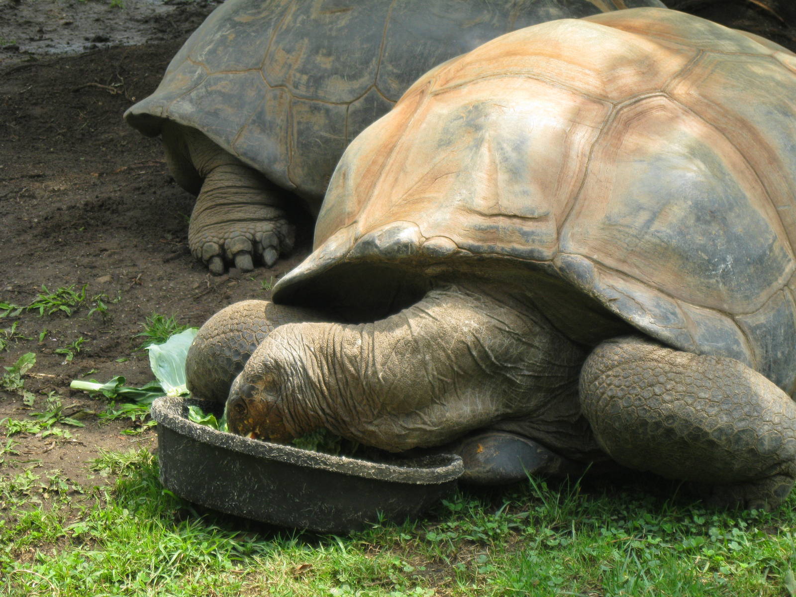 Skipper the Aldabra Tortoise