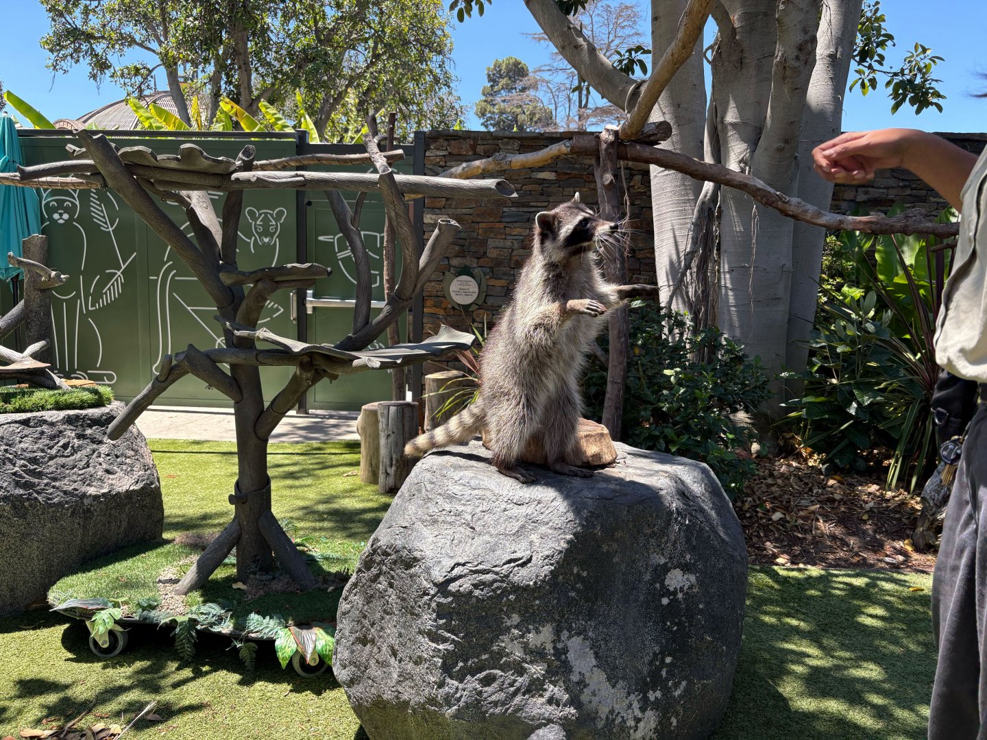 Skipper the Ambassador Raccoon