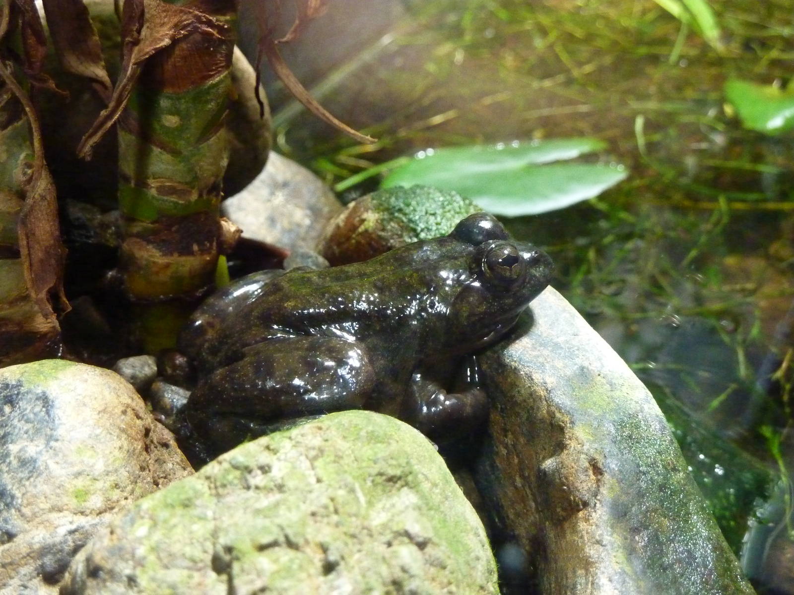 Skittering frog, December 2011.