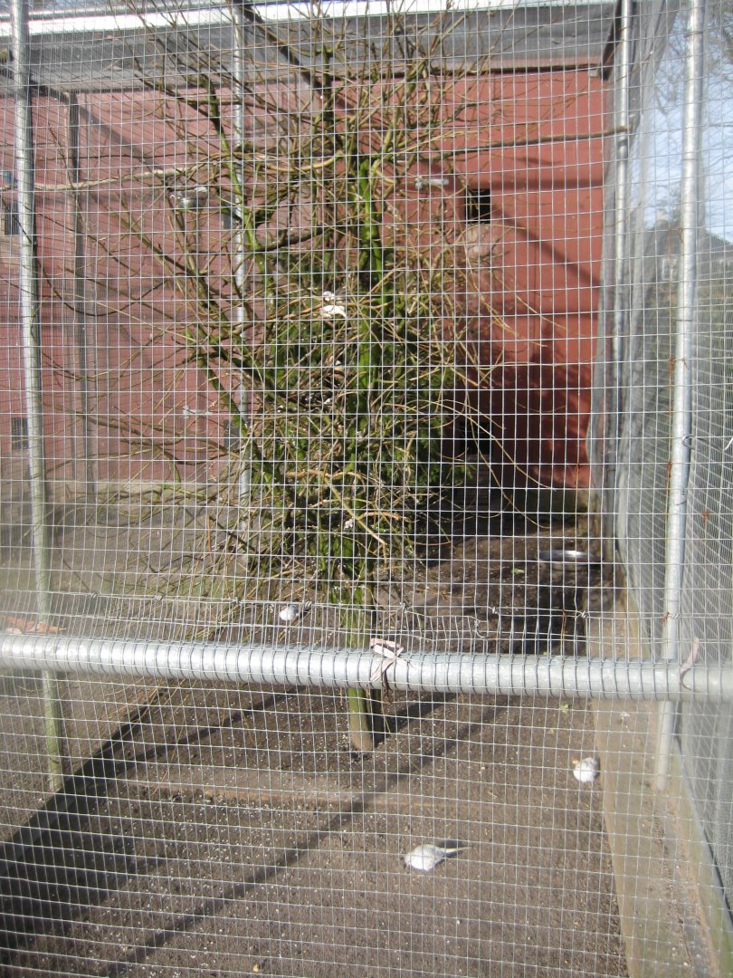 Skive Anlæg - Aviary #1