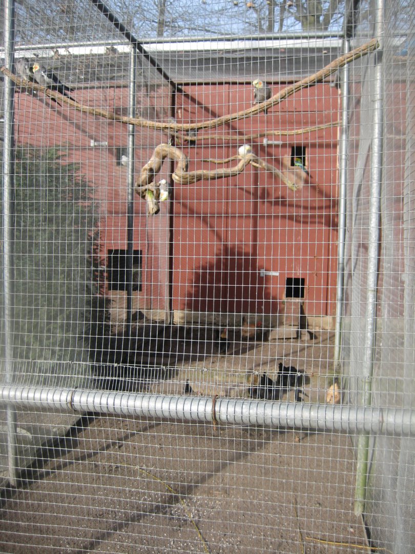 Skive Anlæg - Aviary #3