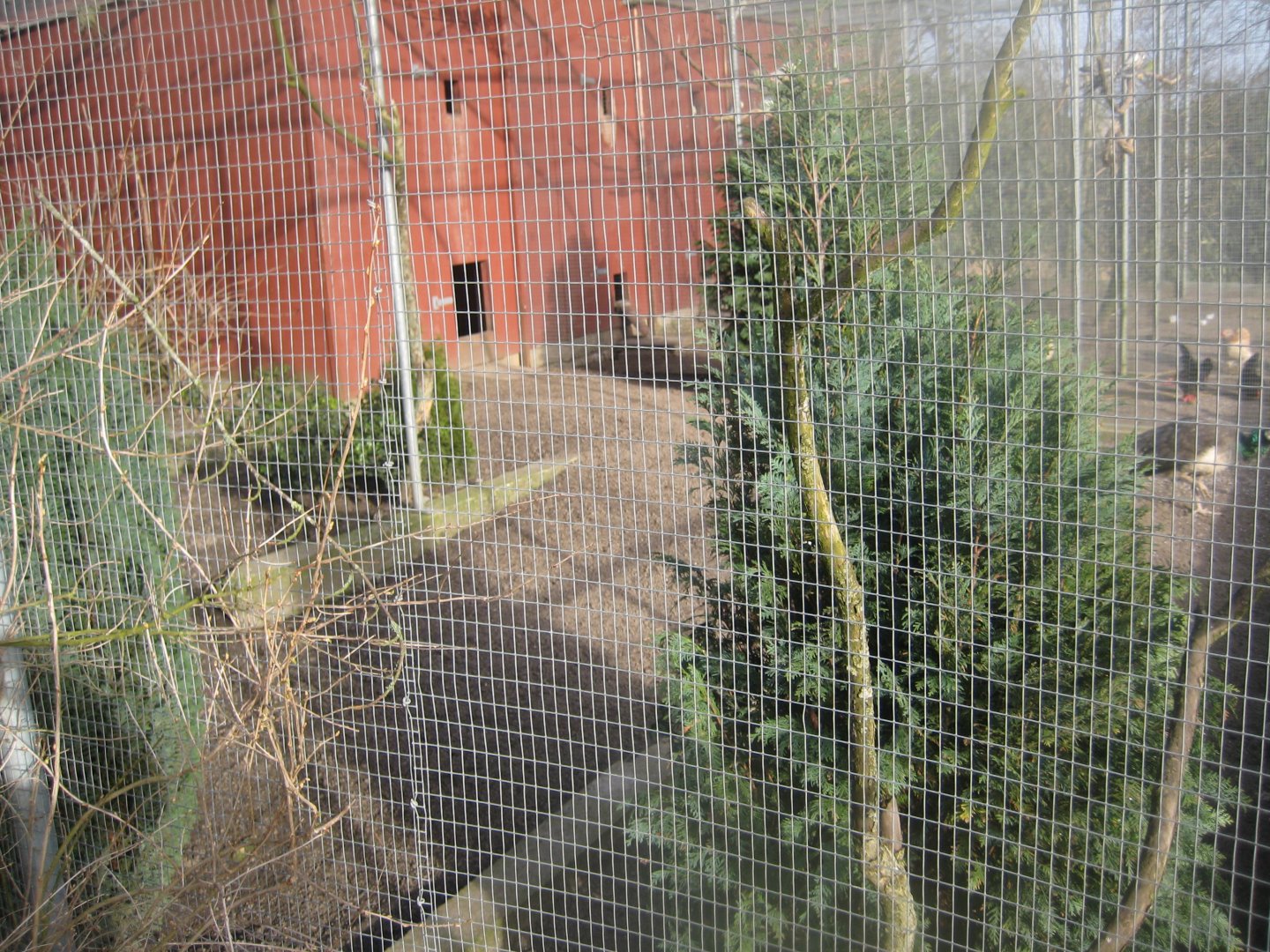 Skive Anlæg - Aviary #4