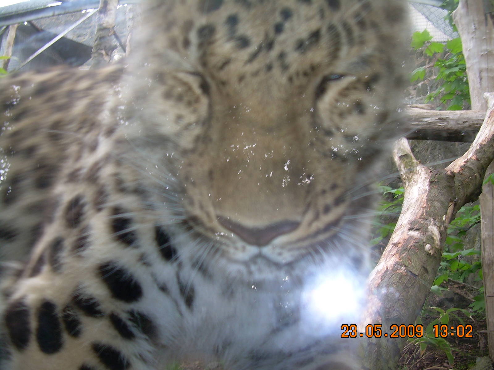 Skodge the Amur Leopard provides extreme close up