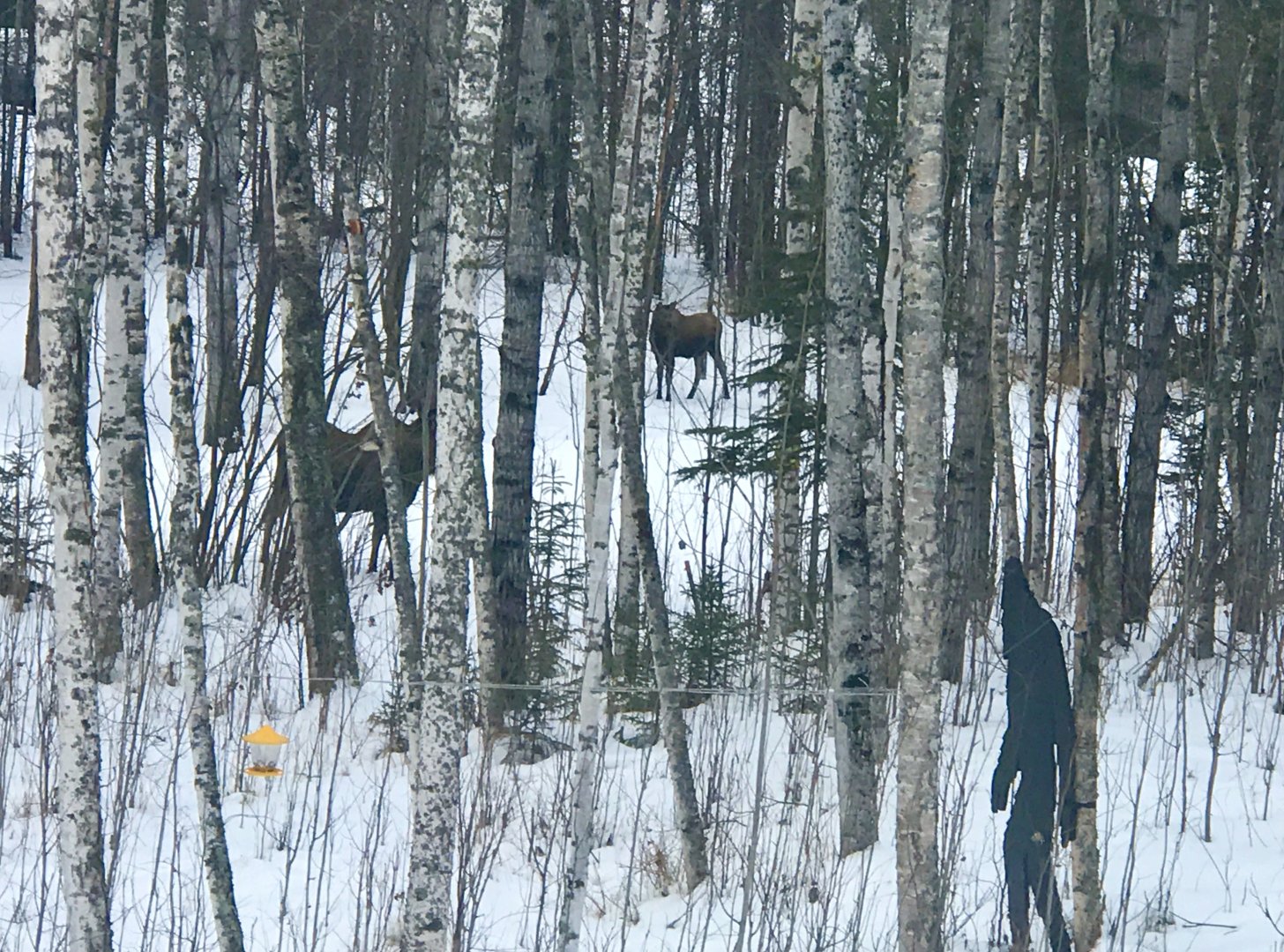 Skookum and a couple Moose in my Backyard.