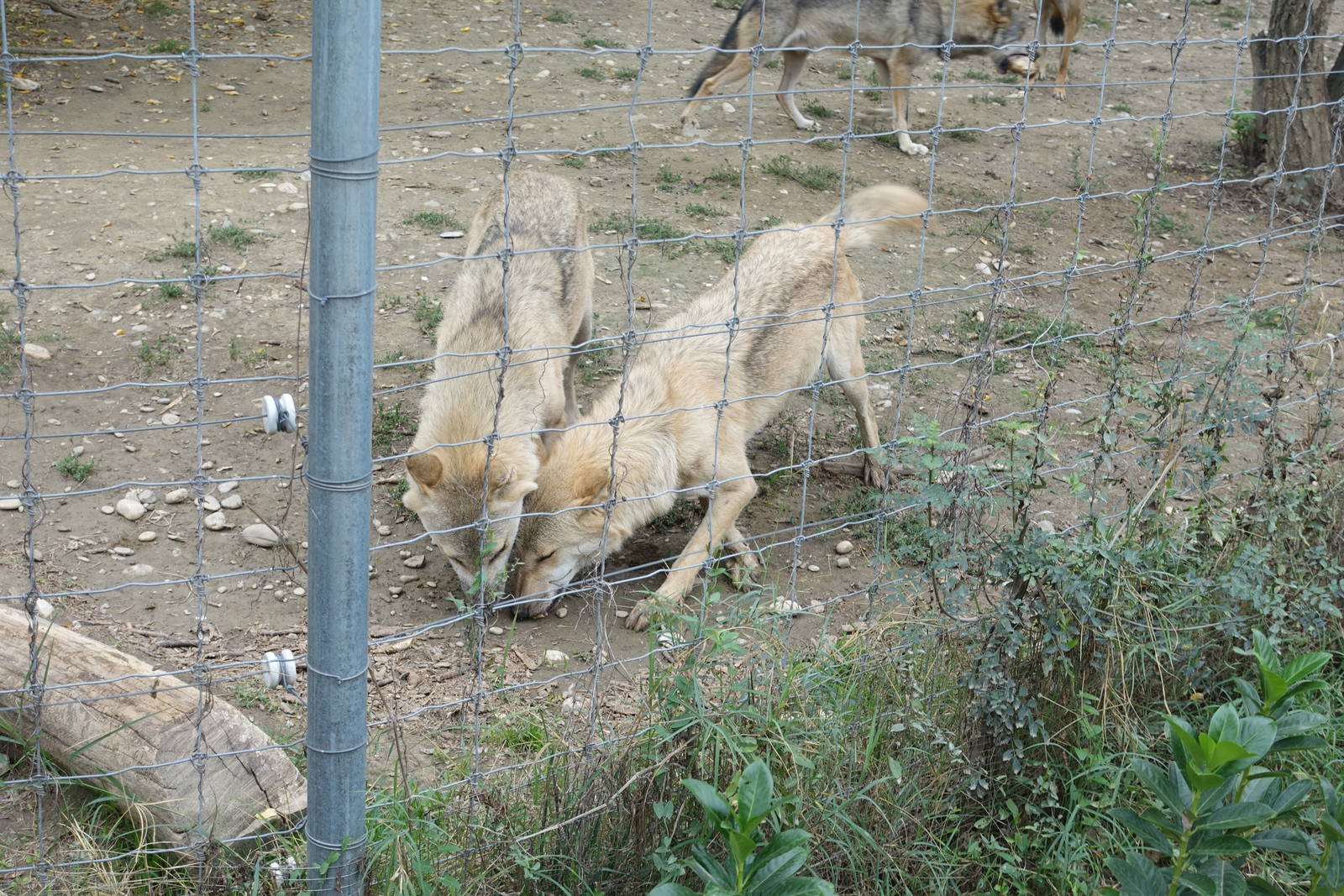 Skopje Zoo 26.9.15
