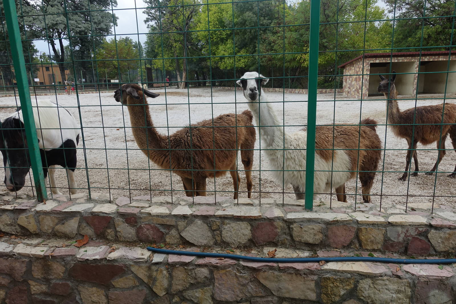 Skopje Zoo 26.9.15