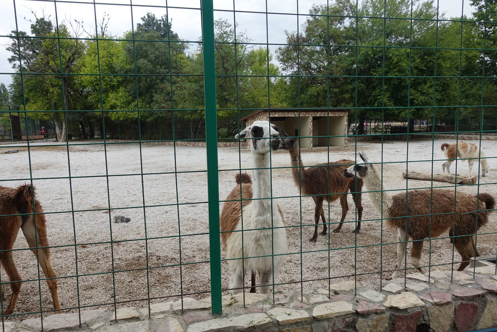Skopje Zoo 26.9.15