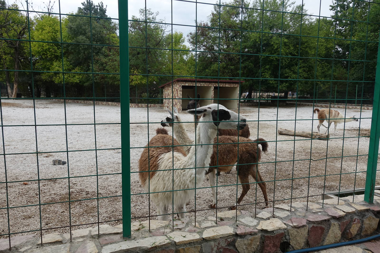 Skopje Zoo 26.9.15
