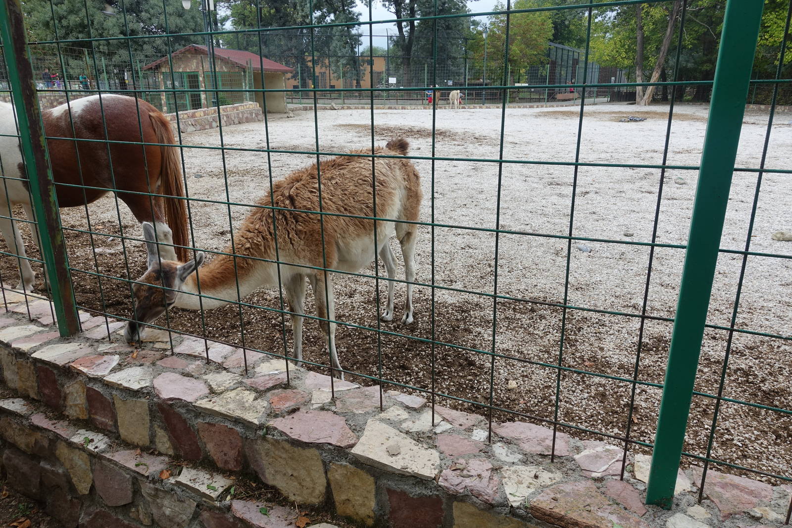 Skopje Zoo 26.9.15