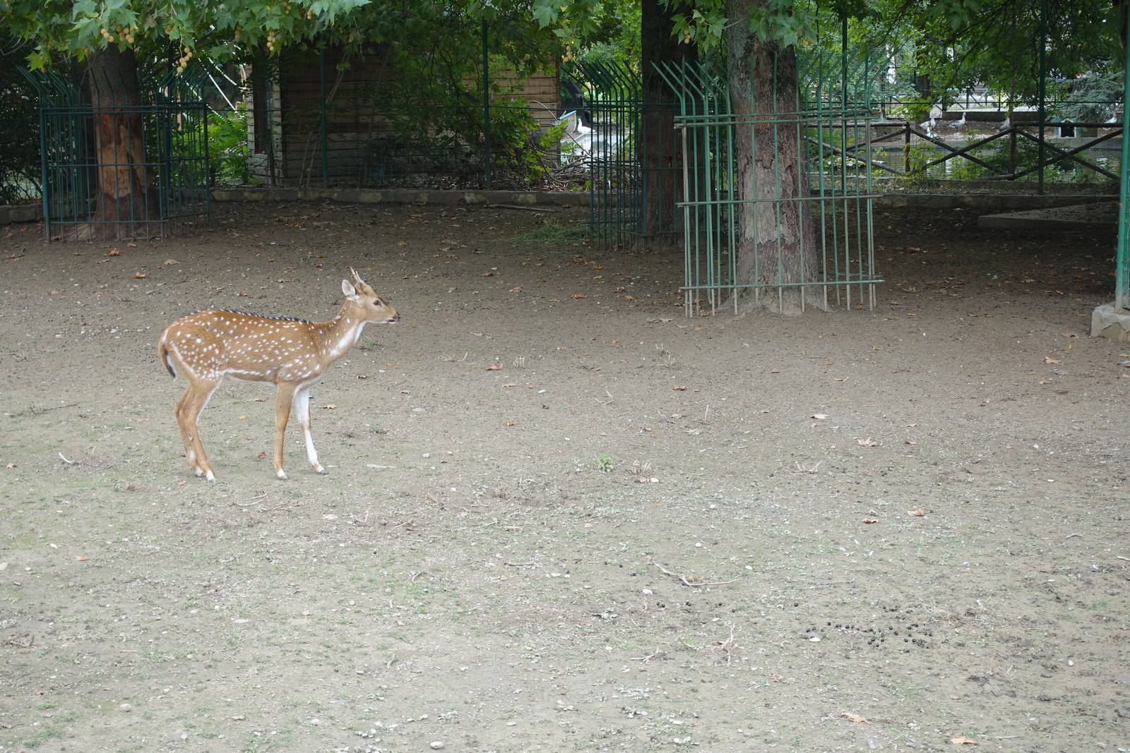 Skopje Zoo 26.9.15