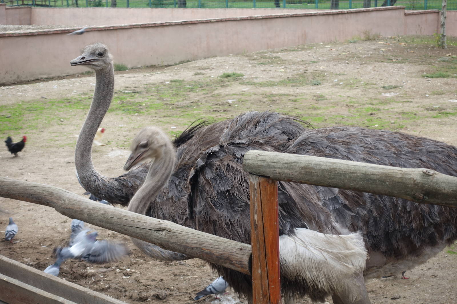 Skopje Zoo 26.9.15