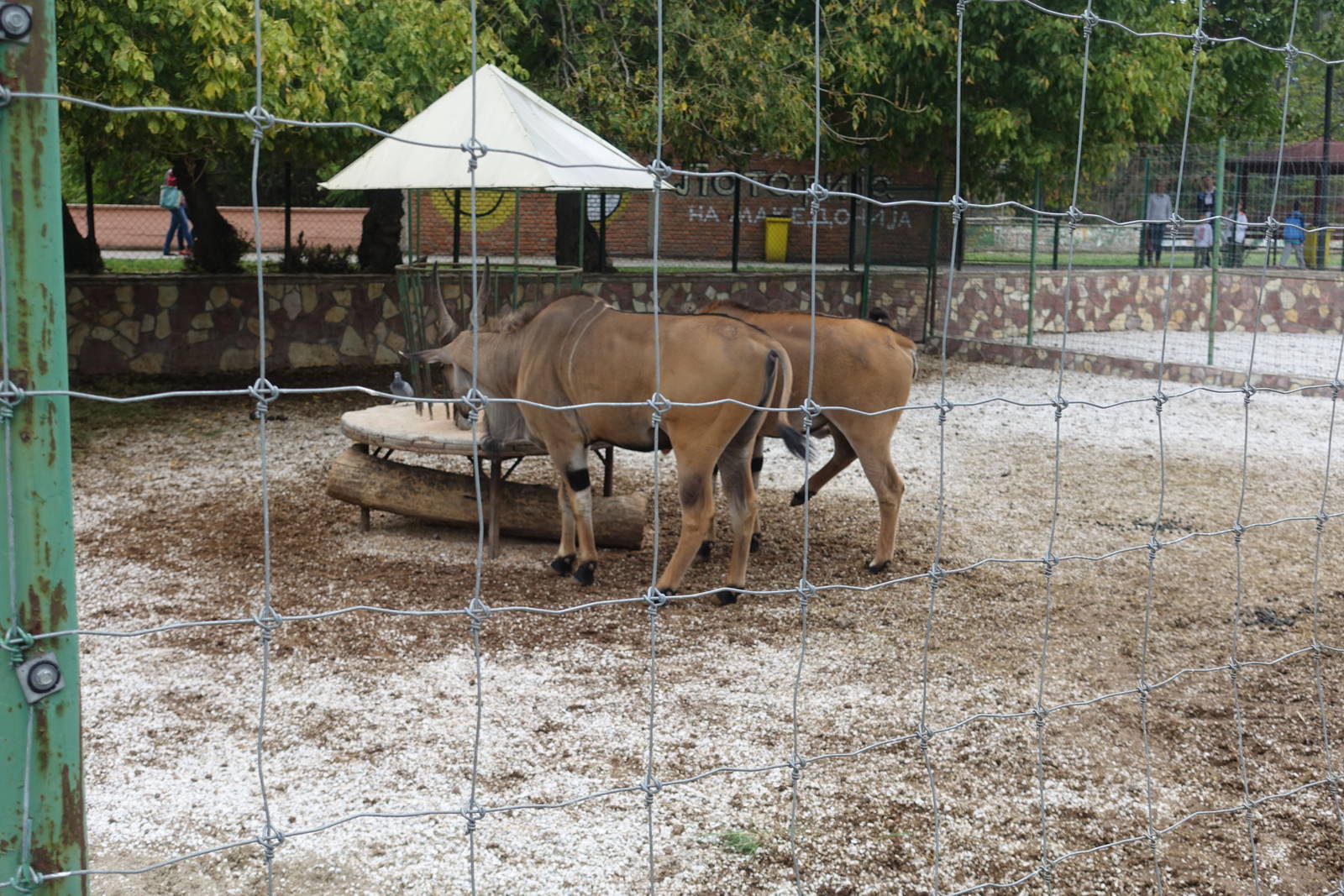 Skopje Zoo 26.9.15