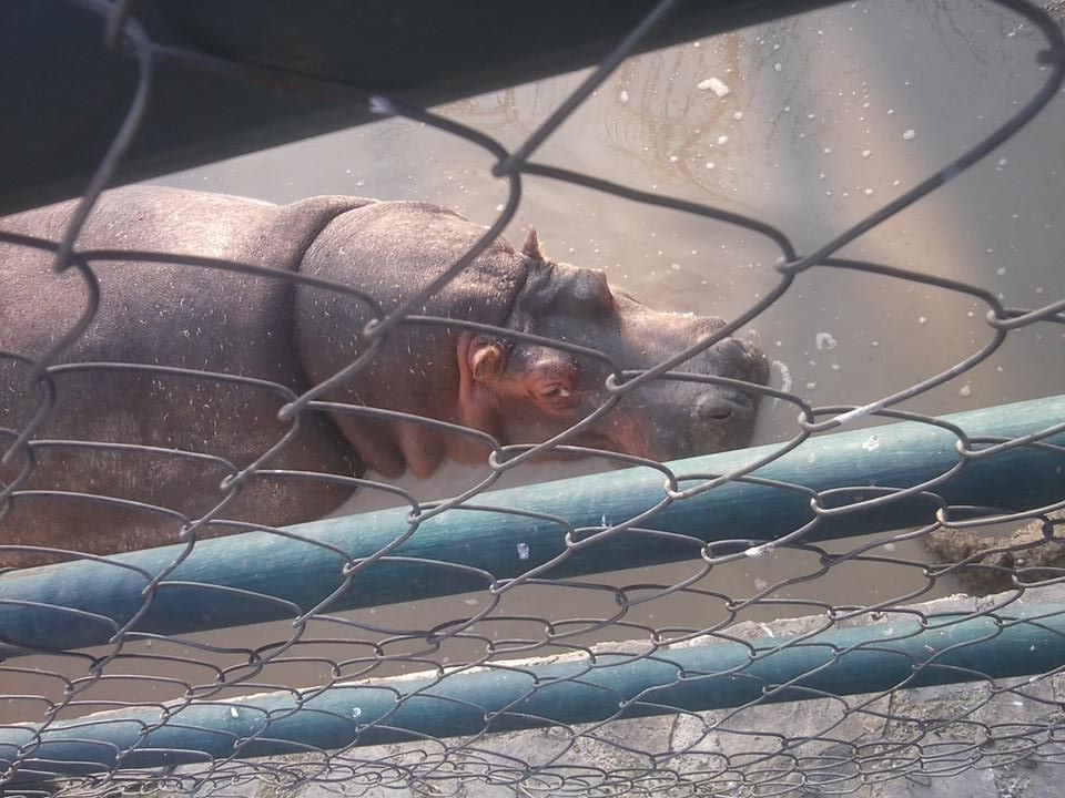 Skopje zoo & Bitola zoo