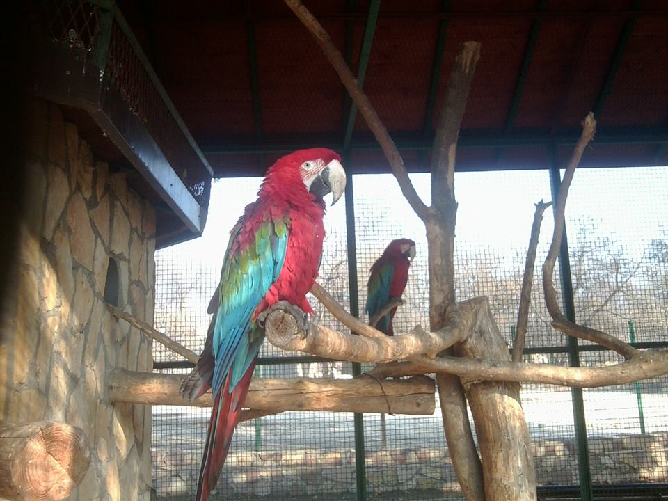 Skopje zoo & Bitola zoo