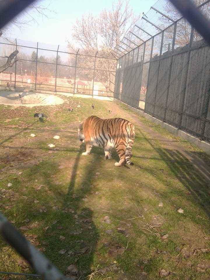 Skopje zoo & Bitola zoo