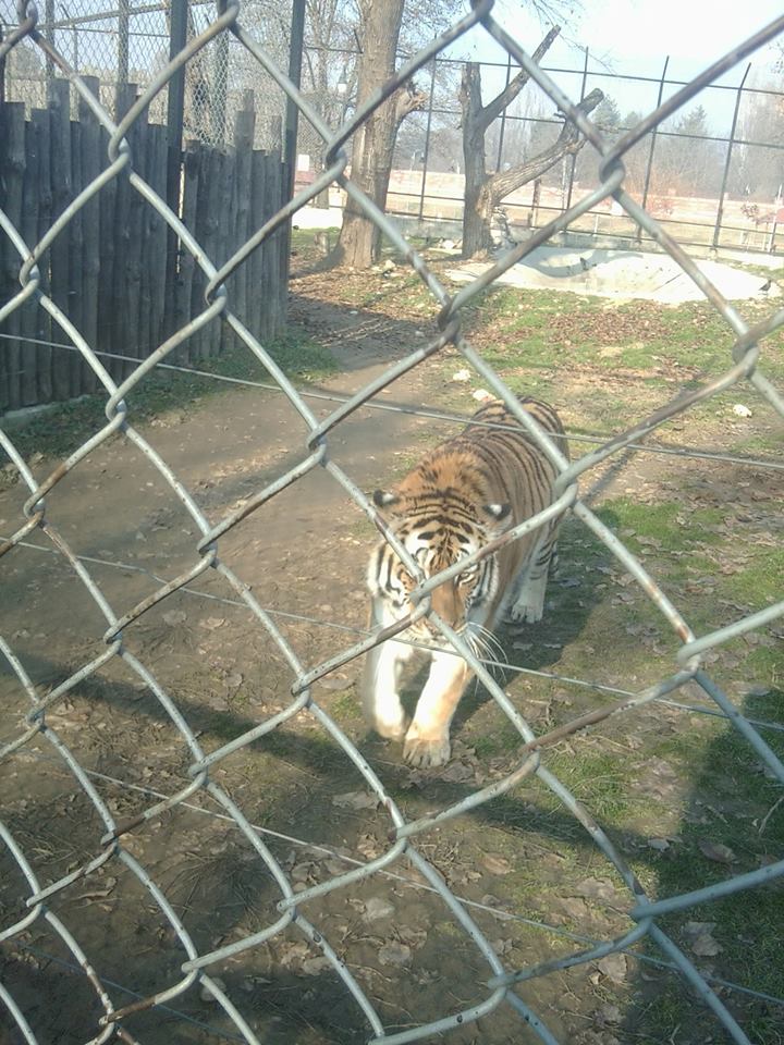 Skopje zoo & Bitola zoo