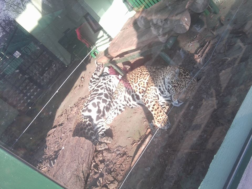 Skopje zoo & Bitola zoo