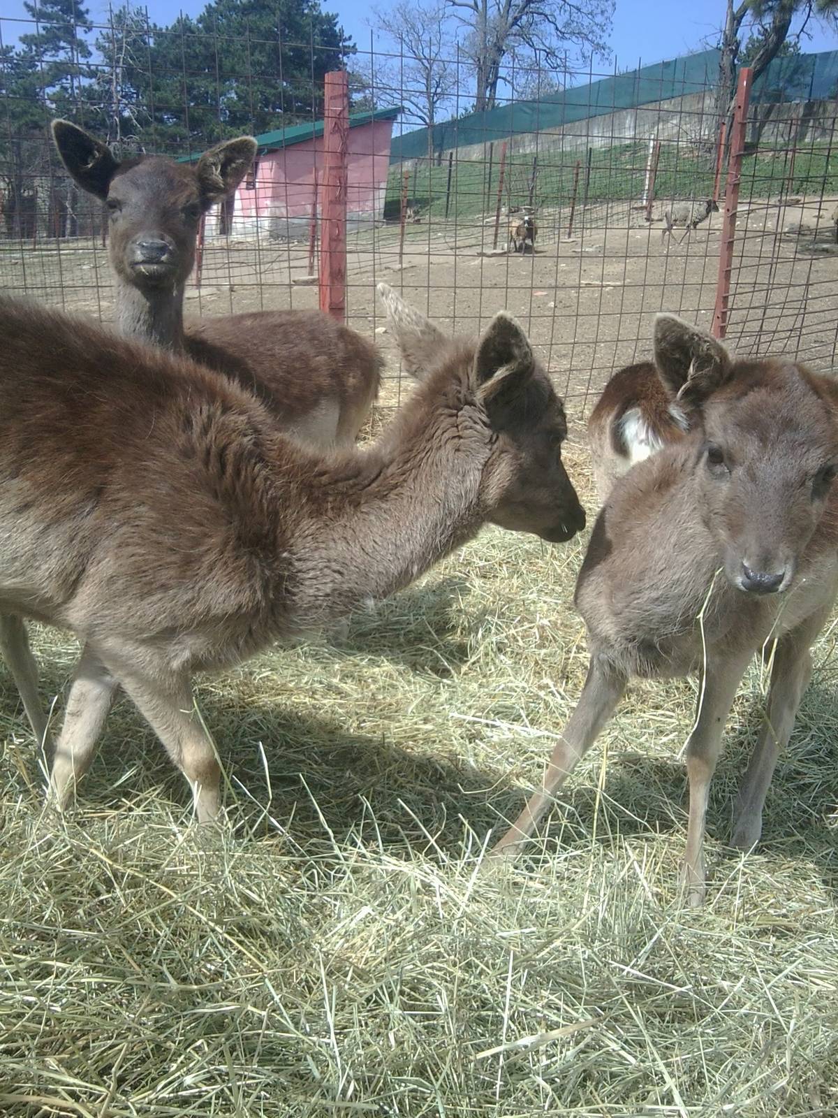 Skopje zoo & Bitola zoo