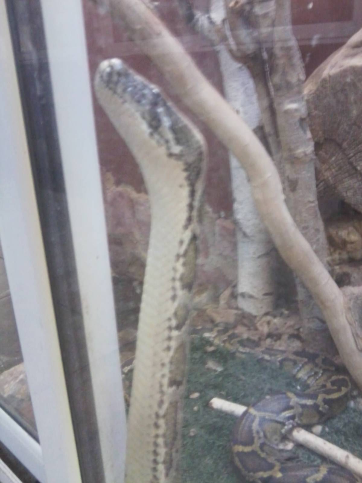 Skopje zoo walk June 29th, 2016, on a hot and humid day