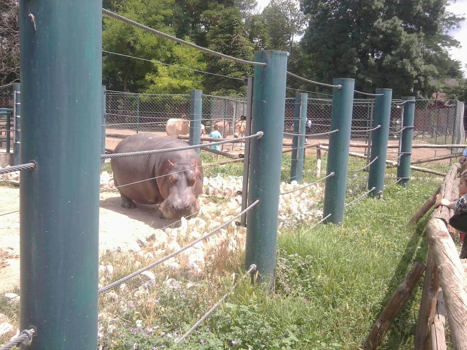 Skopje zoo walk June 29th, 2016, on a hot and humid day